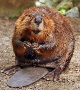beaver-Butt – Truth or Fiction?