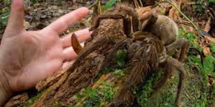 Puppy-sized Goliath Spider Found in South America-Truth!