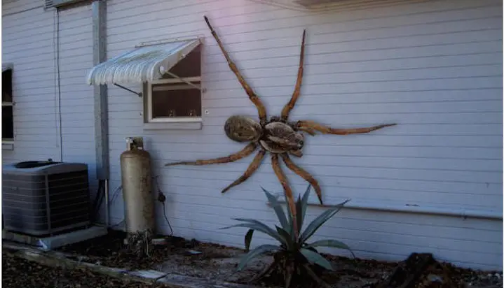 Angolan Witch Spider- Fiction!