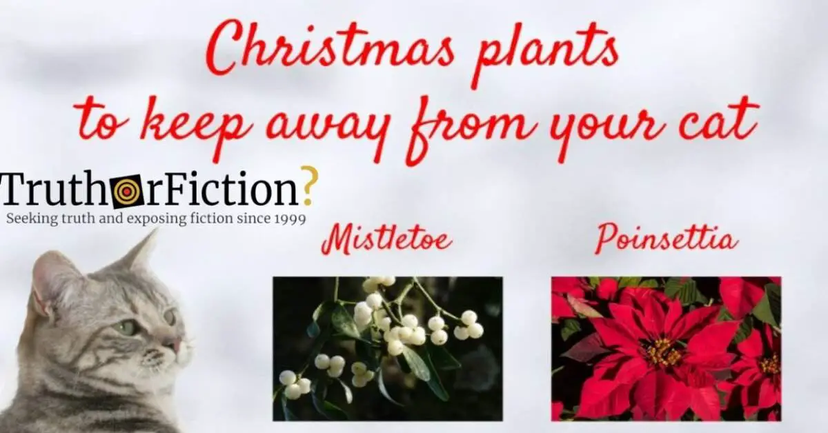 Are Poinsettia Plants Poisonous to Children and Pets? Truth or Fiction?
