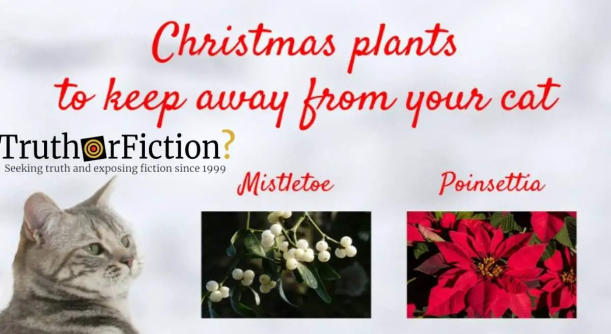 are poinsettia poisonous to cats and dogs