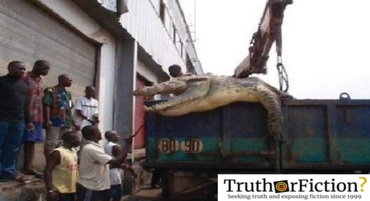 Was a Gigantic Crocodile Captured in New Orleans After Hurricane Katrina?