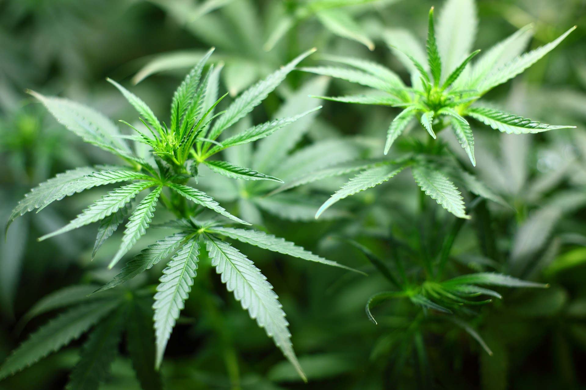 Costco Plans to Start Selling Bulk Marijuana?