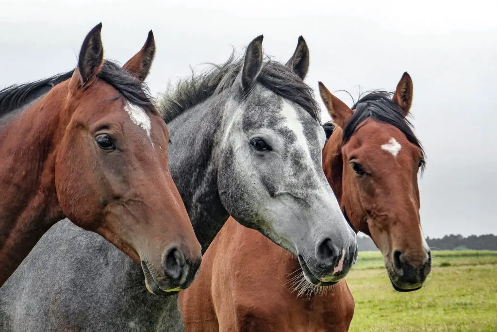 Three horses looking at the camera.