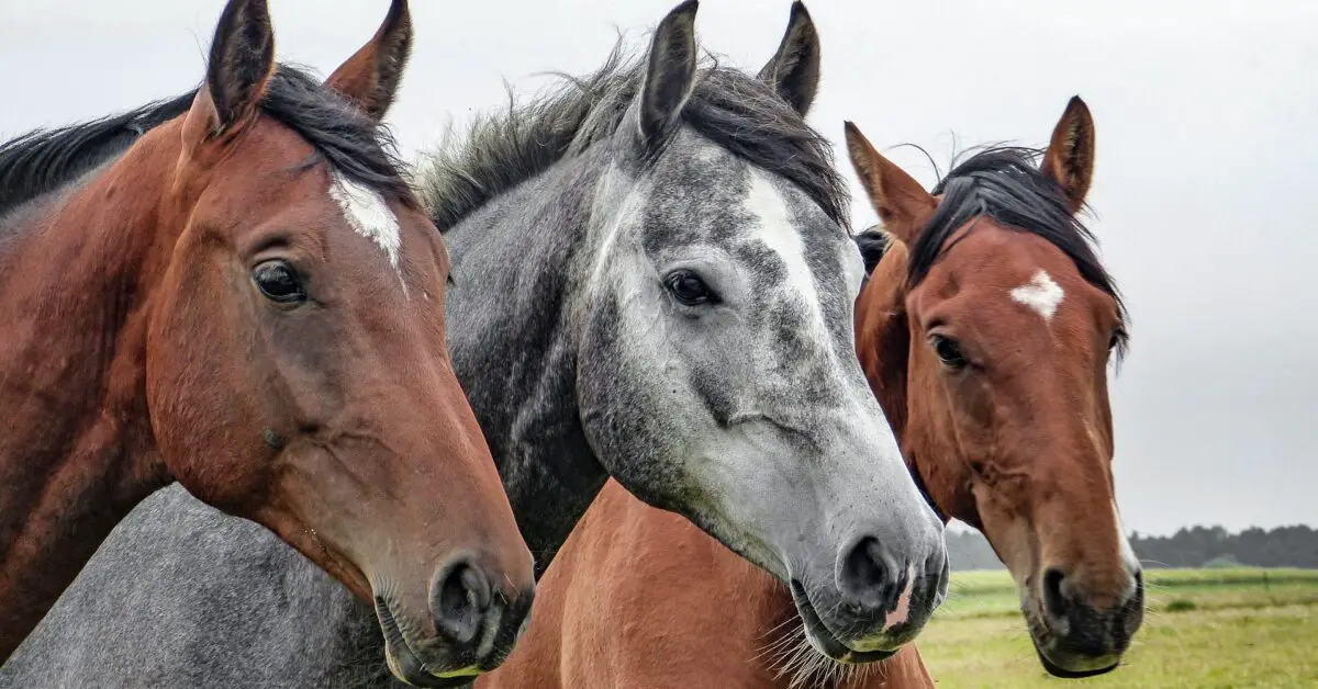 Do 52 (or 58) Free Horses Need a Home? Truth or Fiction?