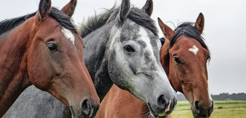 Three horses looking at the camera.