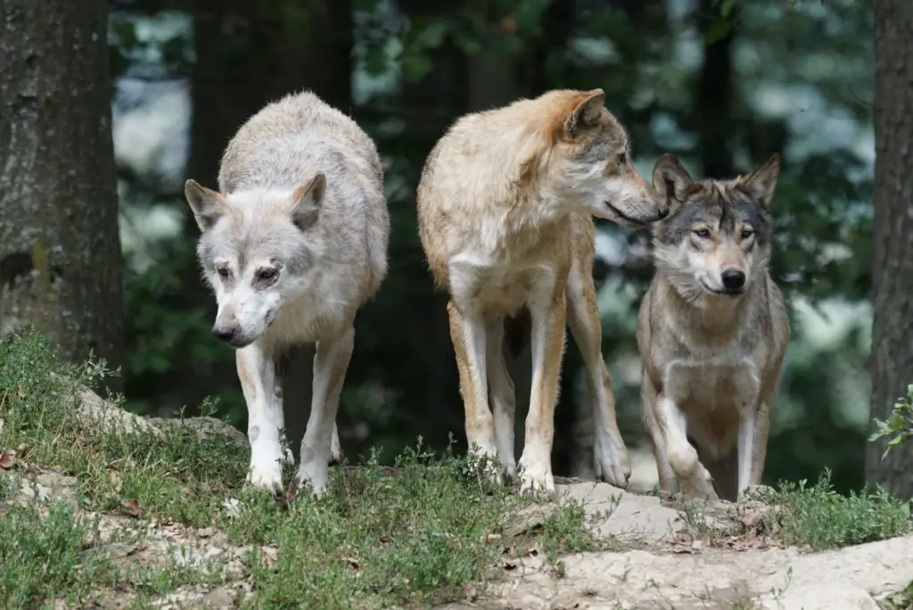 Photograph Of A Wolf Pack Explains Alpha Behavior Truth