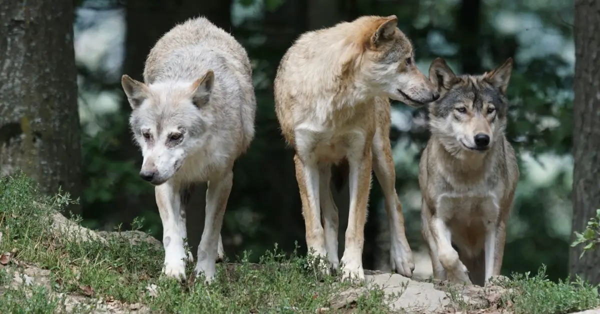 Photograph of a Wolf Pack Explains 'Alpha' Behavior? - Truth or Fiction?