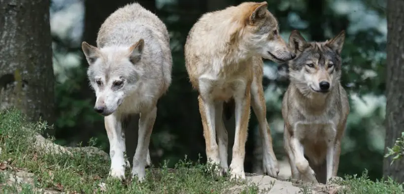 A family of timber wolves.