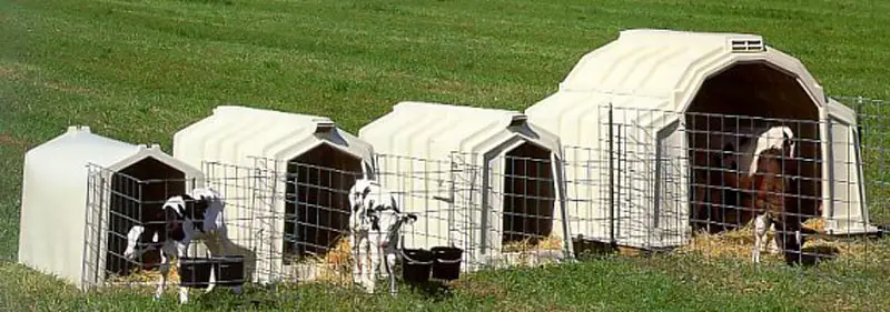 Calf-hutches