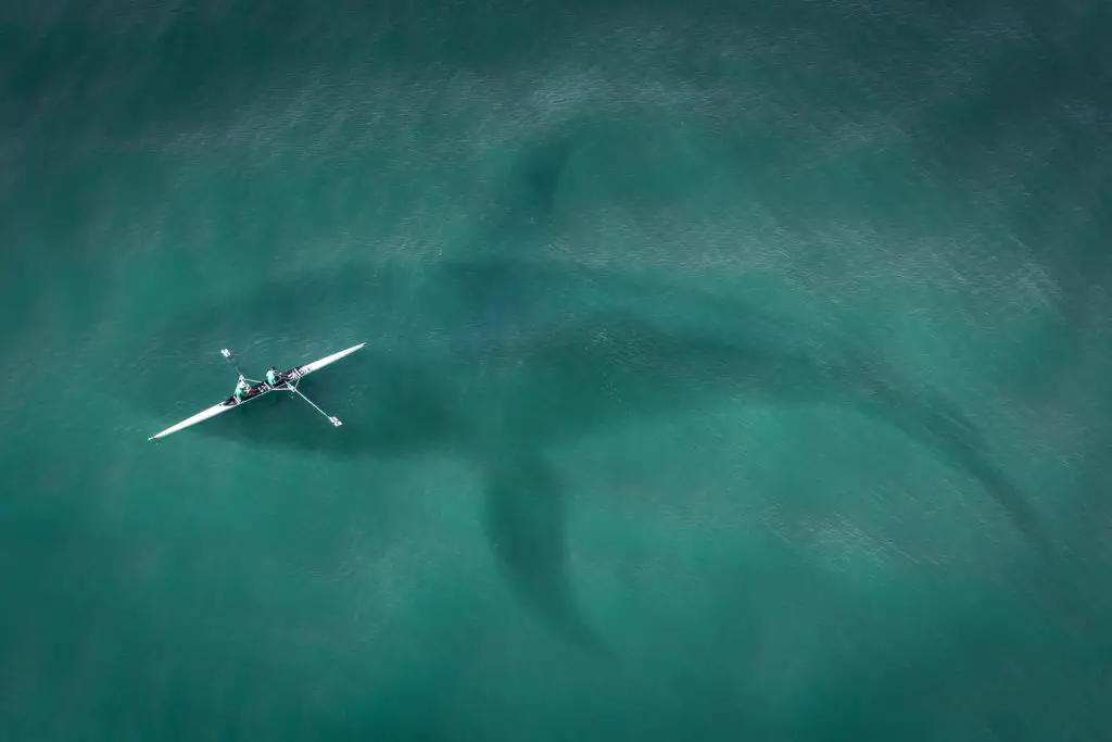 A small boat over a silhouette of a large whale.