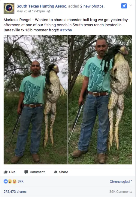 monster frog in texas