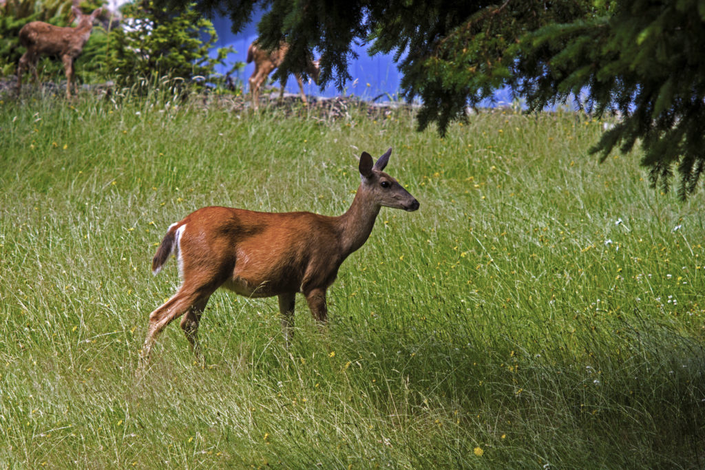 Wild deer in tall grass.