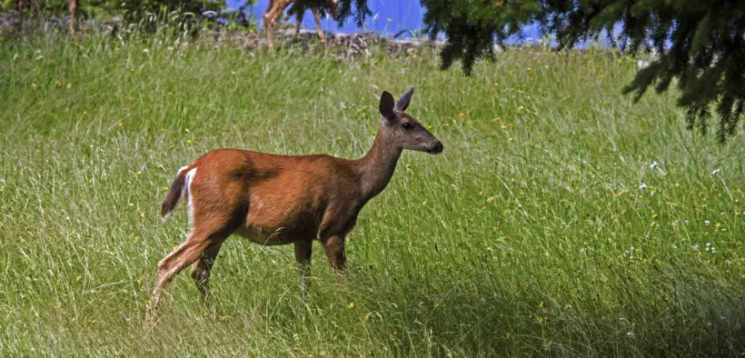 Wild deer in tall grass.