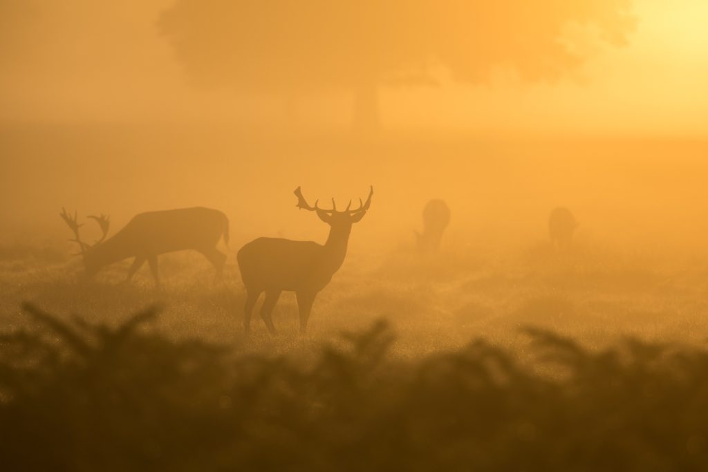 Deer silhouettes during a hazy morning.