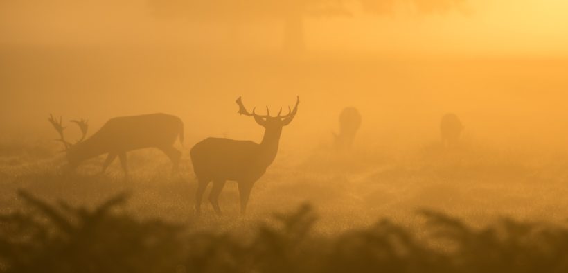 Deer silhouettes during a hazy morning.