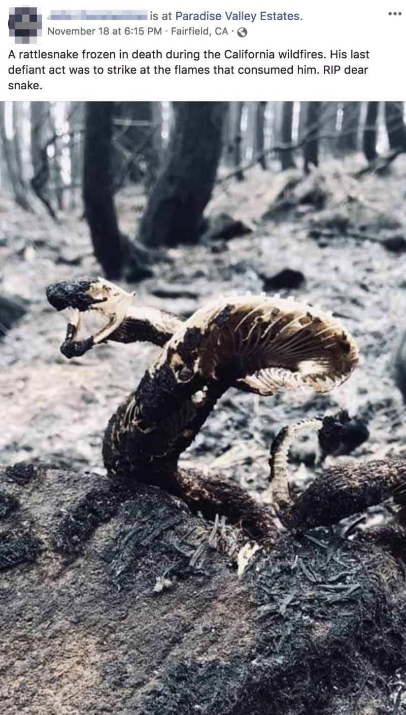 Is This a Real Photo of a Rattlesnake That Died in a Wildfire? Truth