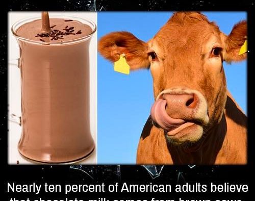 chocolate-milk-brown-cows