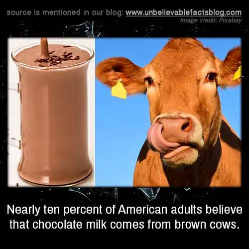 Do Nearly Ten Percent of Americans Think Chocolate Milk Comes from Brown Cows?