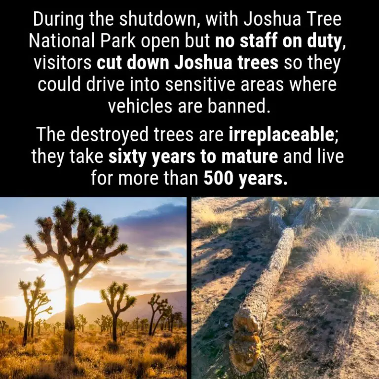 Were Irreplaceable Joshua Trees Destroyed Because of the Government Shutdown? Truth or Fiction?