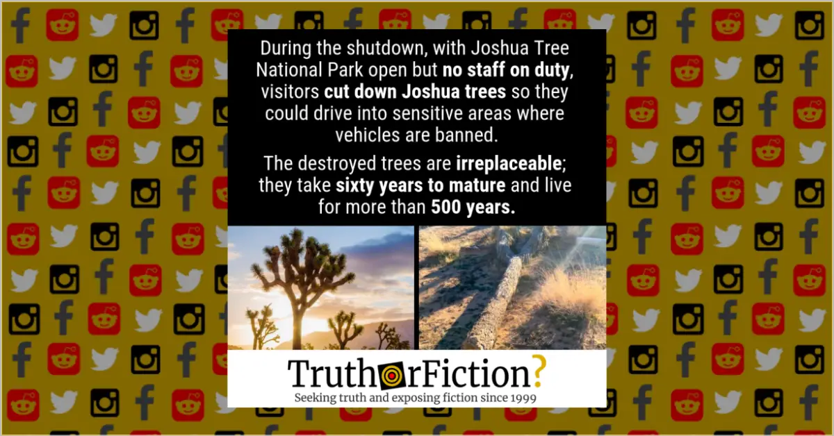 Were Irreplaceable Joshua Trees Destroyed Because of the Government Shutdown? Truth or Fiction?