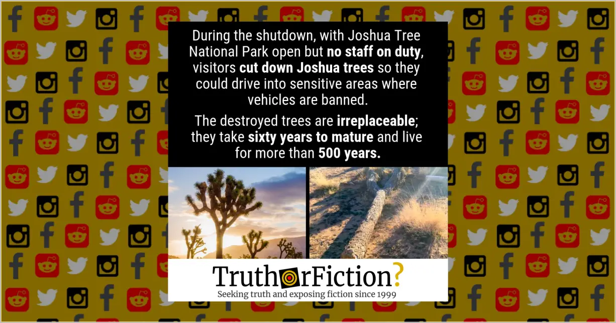 Were Irreplaceable Joshua Trees Destroyed Because of the Government Shutdown?