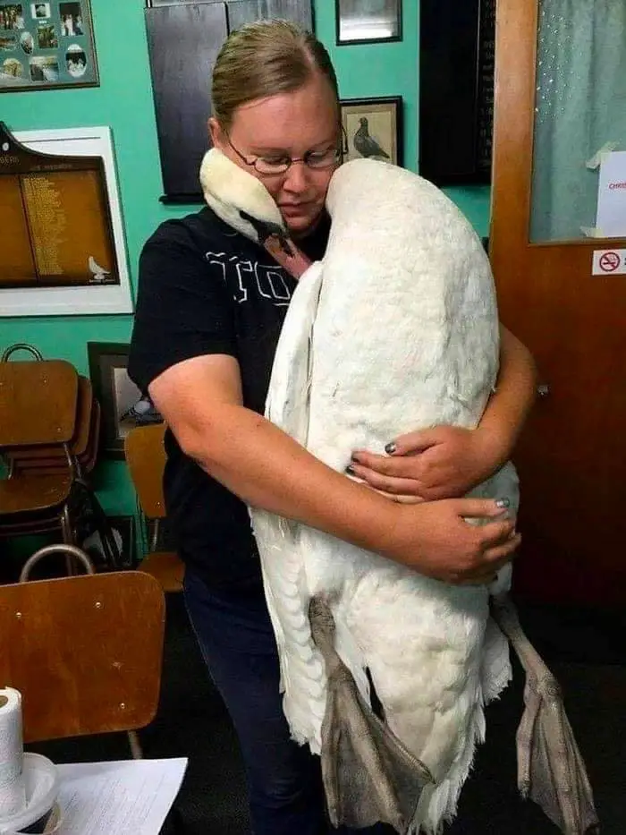 swan-embracing-vet-saved-life