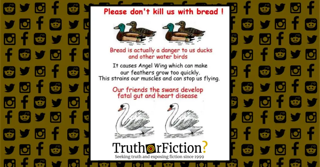 dont_give_bread_ducks