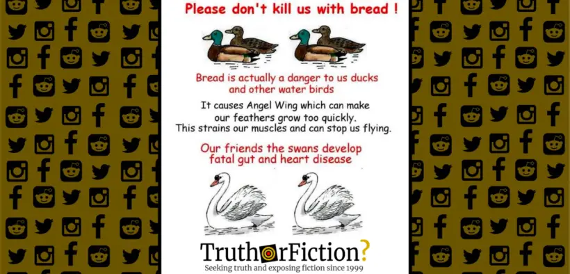 dont_give_bread_ducks