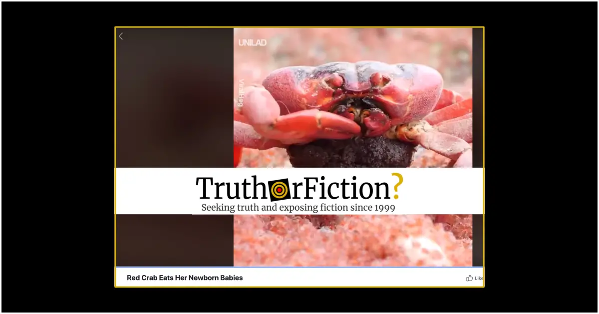 does-a-viral-video-depict-a-crab-eating-her-babies-truth-or-fiction