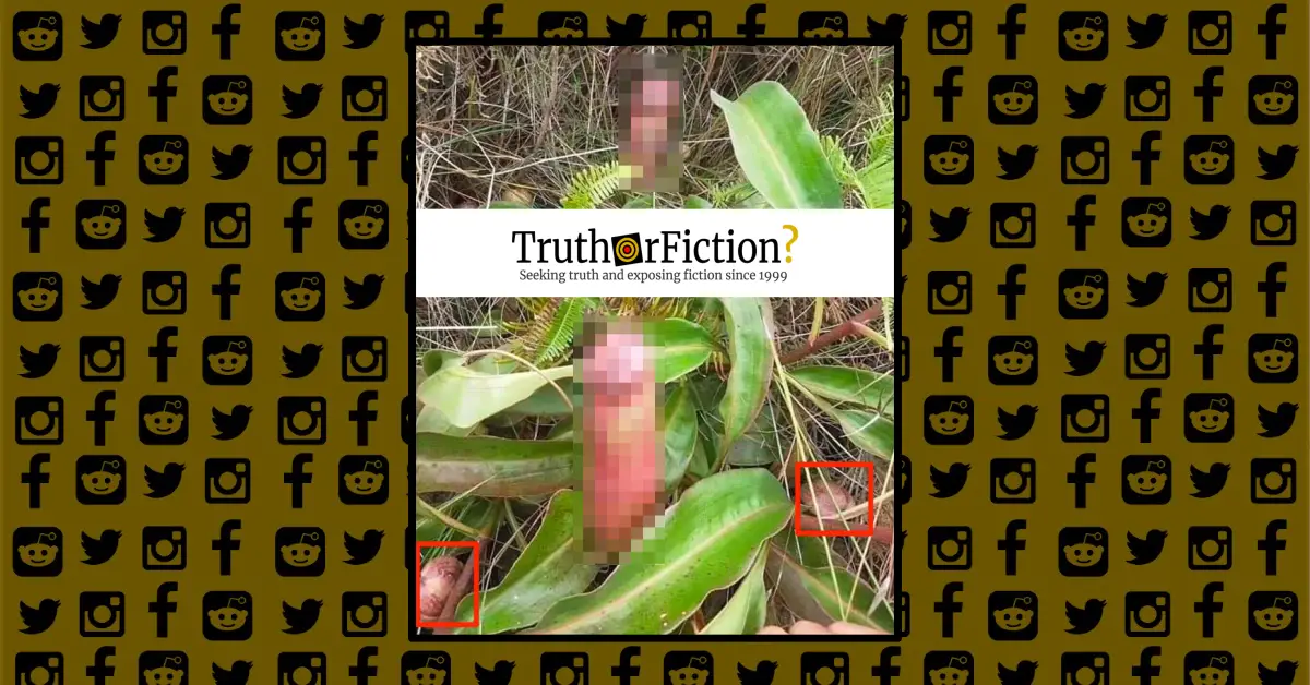 Pitcher Plant or ‘Penis Flytrap’