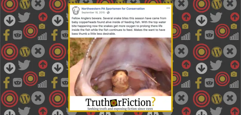 anglers_beware_copperhead_bass