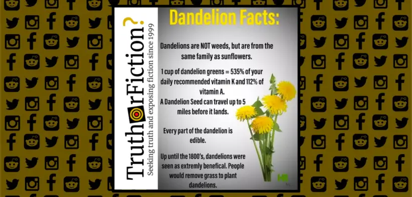 dandelion_facts
