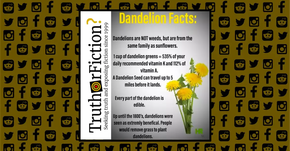 Dandelion Facts