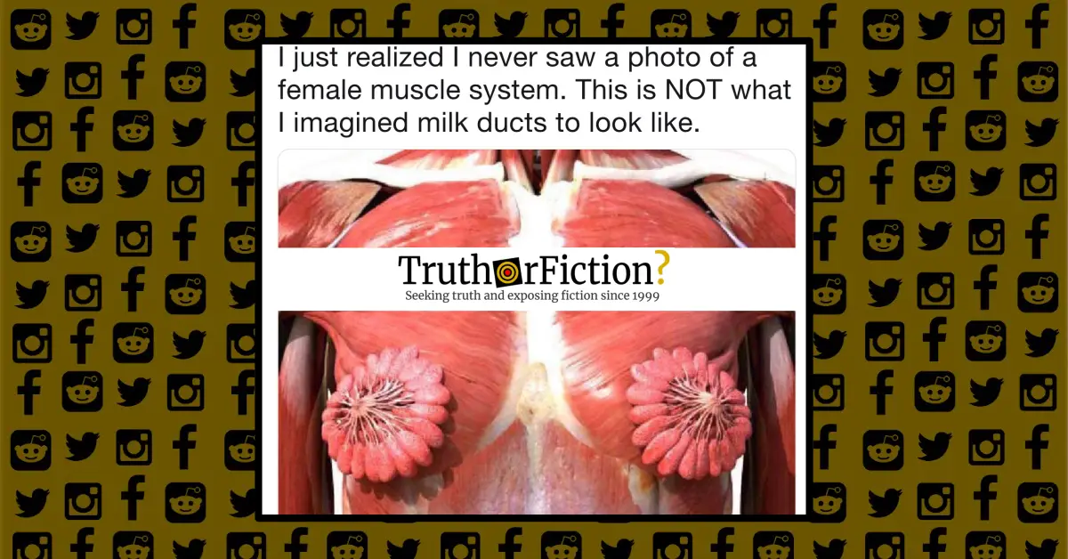 Breast Milk Ducts