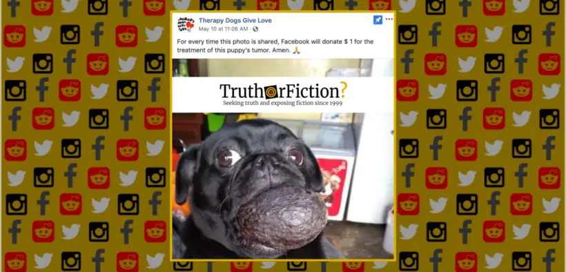 puppy_tumor_facebook_donations