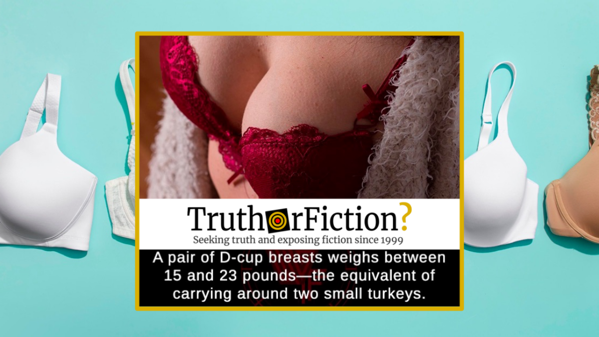 How Much Do Your Breasts Weigh?, bra fit, cup sizes and more