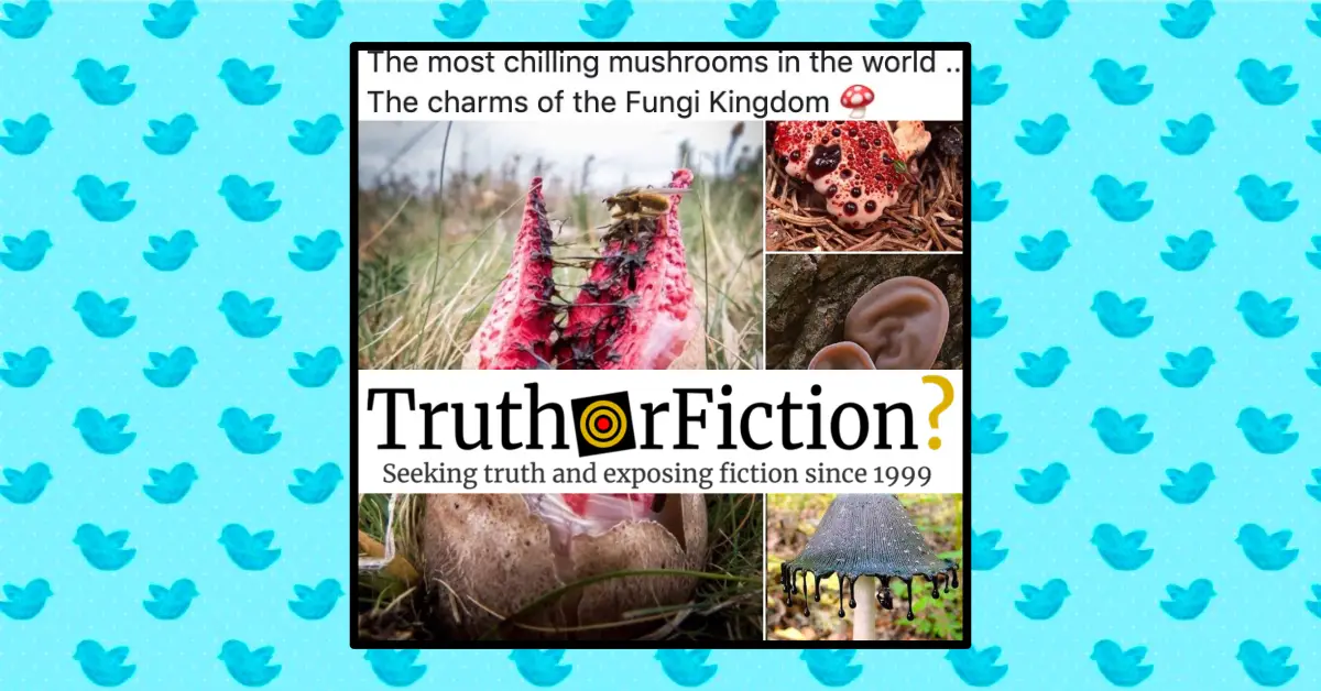 The Most Chilling Mushrooms in the World — the Charms of the Fungi Kingdom