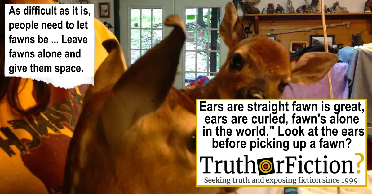 ‘Ears are Straight, Fawn is Great, Ears are Curled, Fawn is Alone in the World’ Wildlife Rescue Meme