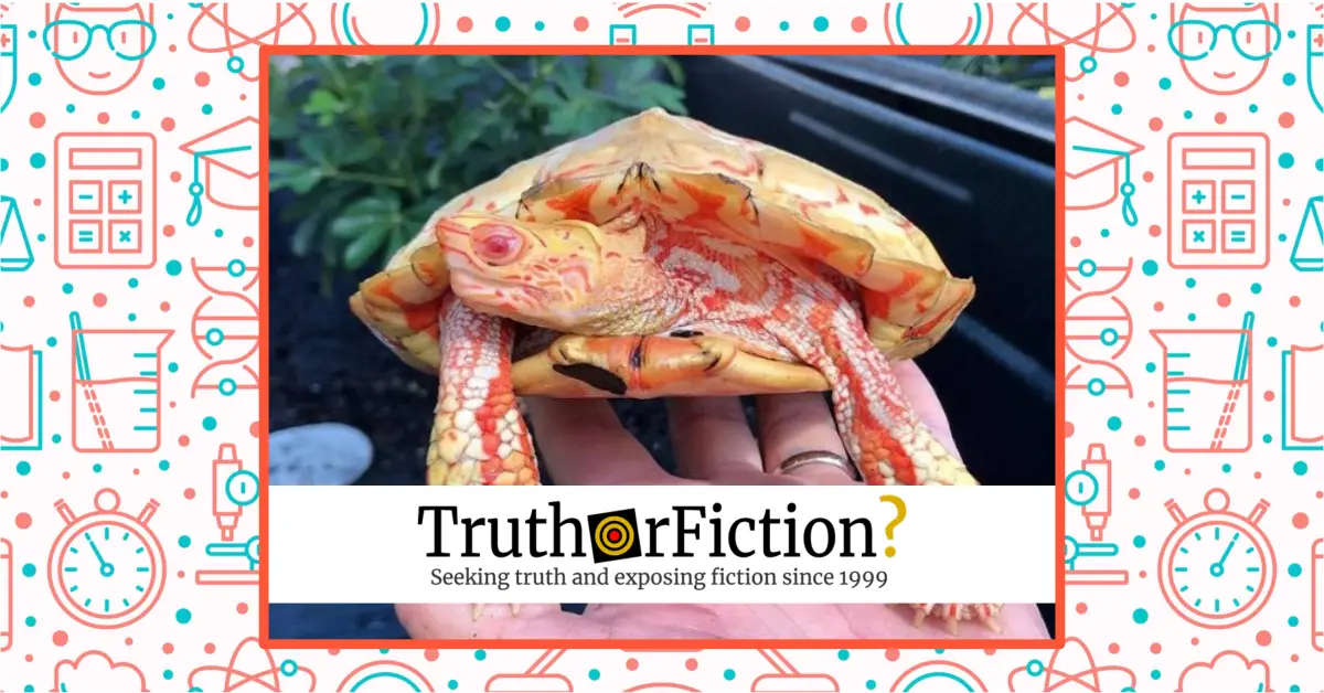 Is This an Actual Photograph of an Albino Painted Wood Turtle? Truth