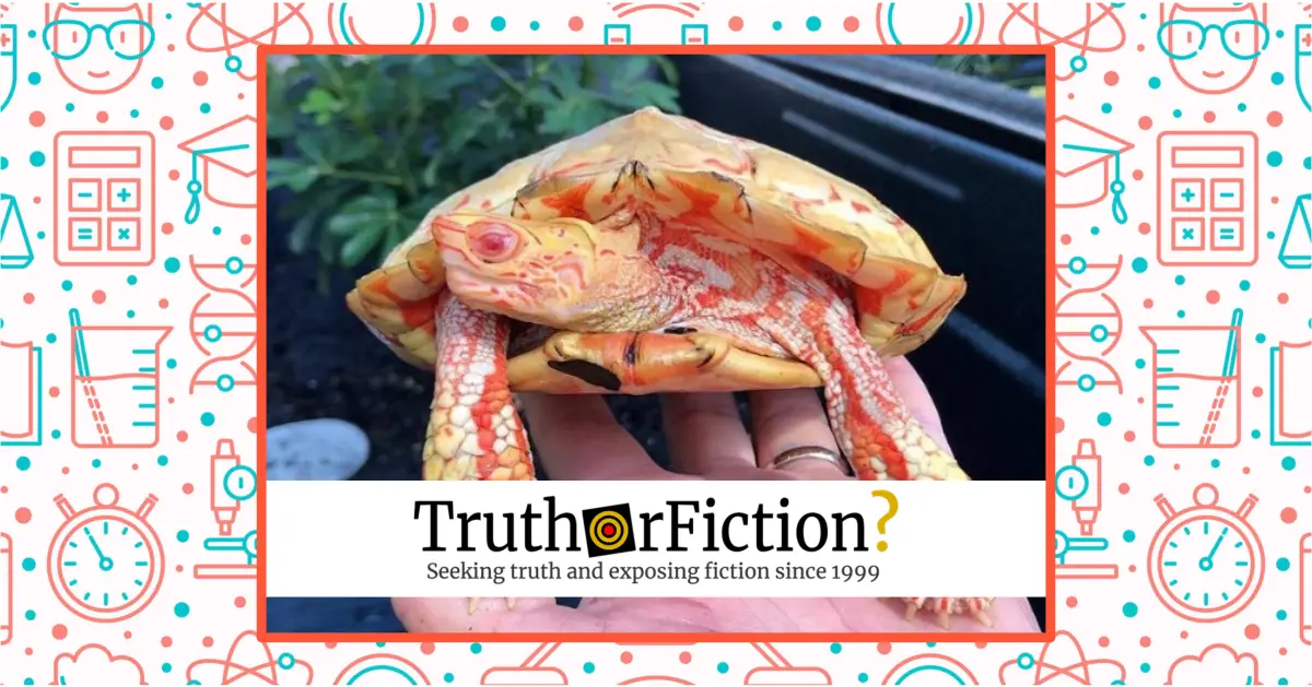Is This an Actual Photograph of an Albino Painted Wood Turtle?