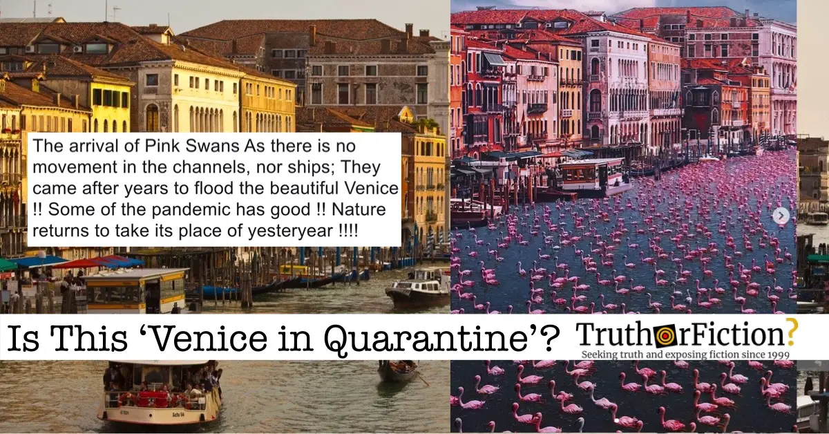 ‘Venice in Quarantine’: Did Flamingos Flock to Quiet Canals?