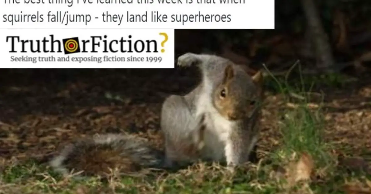 Do Squirrels Land Like Superheroes When They Jump? Truth or Fiction?
