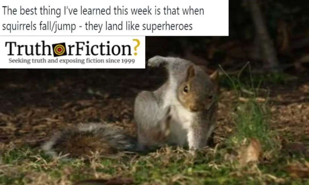Do Squirrels Land Like Superheroes When They Jump?
