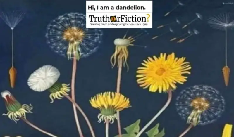 cause i m in a field of dandelions meaning in telugu