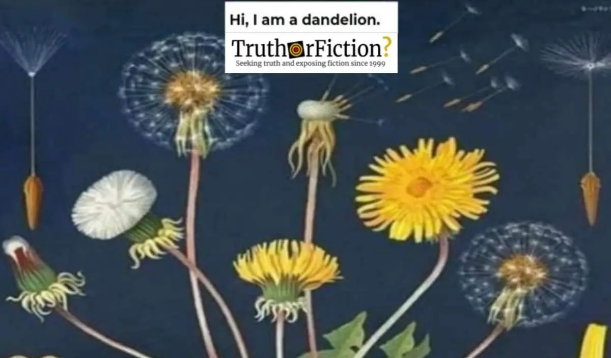 ‘Hello, I’m a Dandelion’