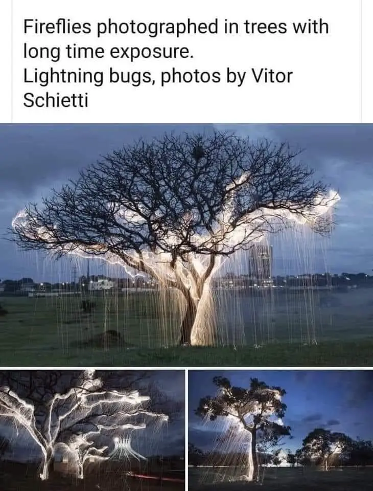 fireflies photographed in trees with long time exposure lightning bugs