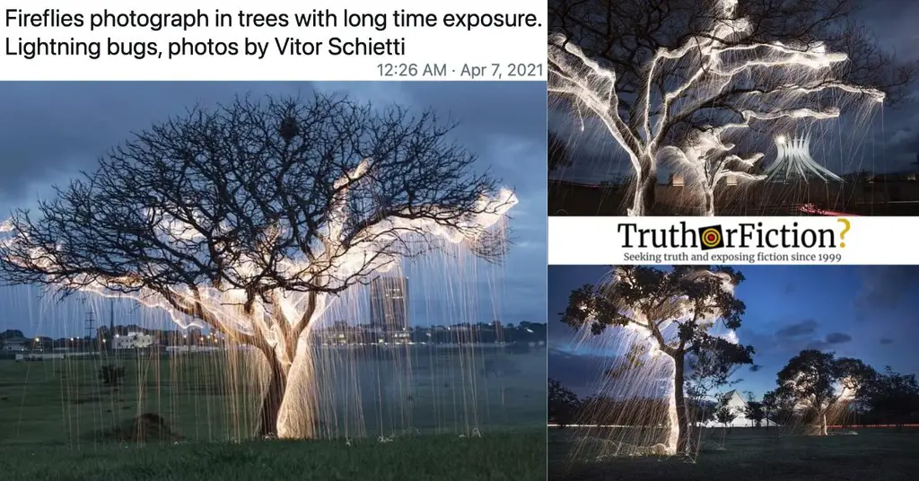 ‘Fireflies Photographed in Trees with Long Time Exposure’
