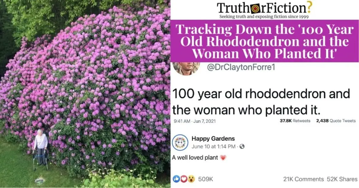 100 Year Old Rhododendron And The Woman Who Planted It Truth Or Fiction 100 Year Old Rhododendron And The Woman Who Planted It Truth Or Fiction