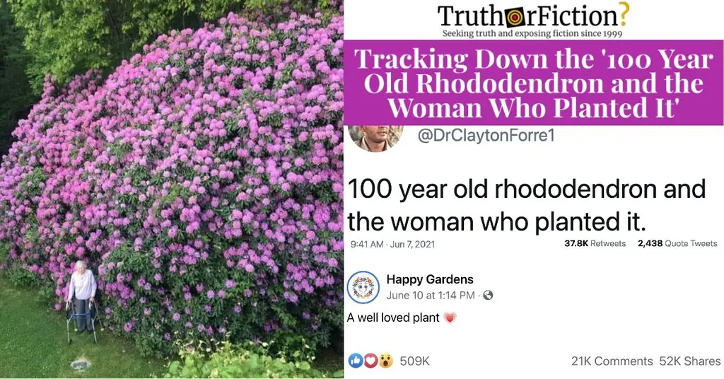 100 Year Old Rhododendron and the Woman Who Planted It